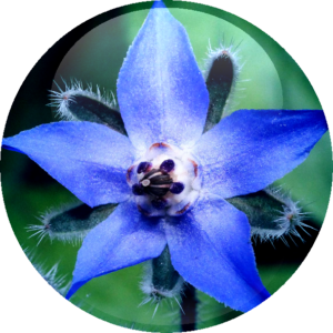 Borage Oil