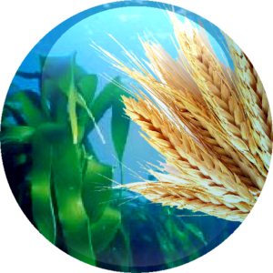 Giant Kelp Extract & Hydrolysed Wheat Protein