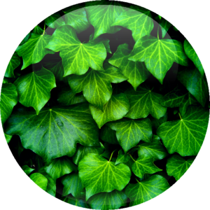 Hedra Helix Ivy Extract