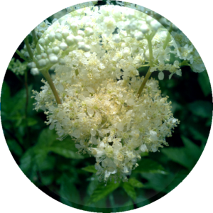 Meadowsweet